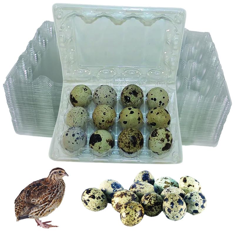 NWQuailFarm JUMBO Quail Eggs Cartons – 50 Pack - Holds 12 (3x4) Larger Quail Egg - Designed to hold Coturnix Jumbo Quail Eggs